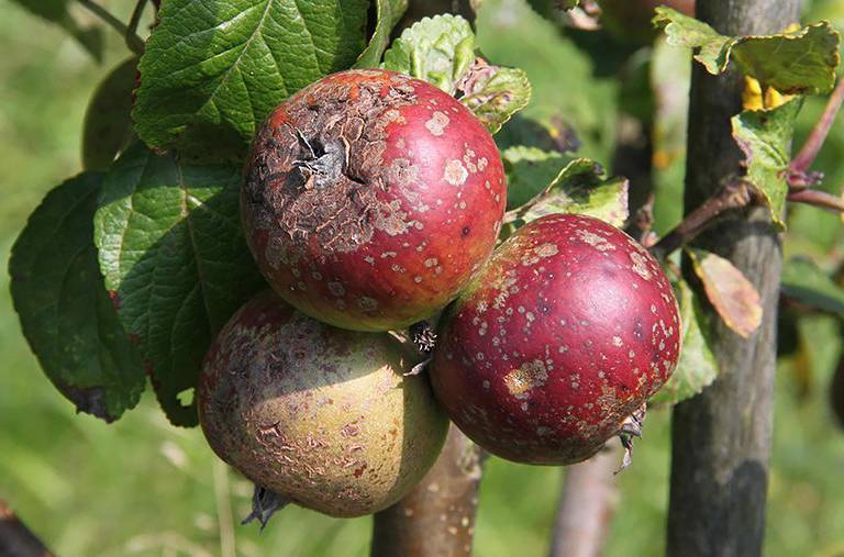 Чем обработать яблоню от парши, препараты, чем опрыснуть, средство фитоспорин