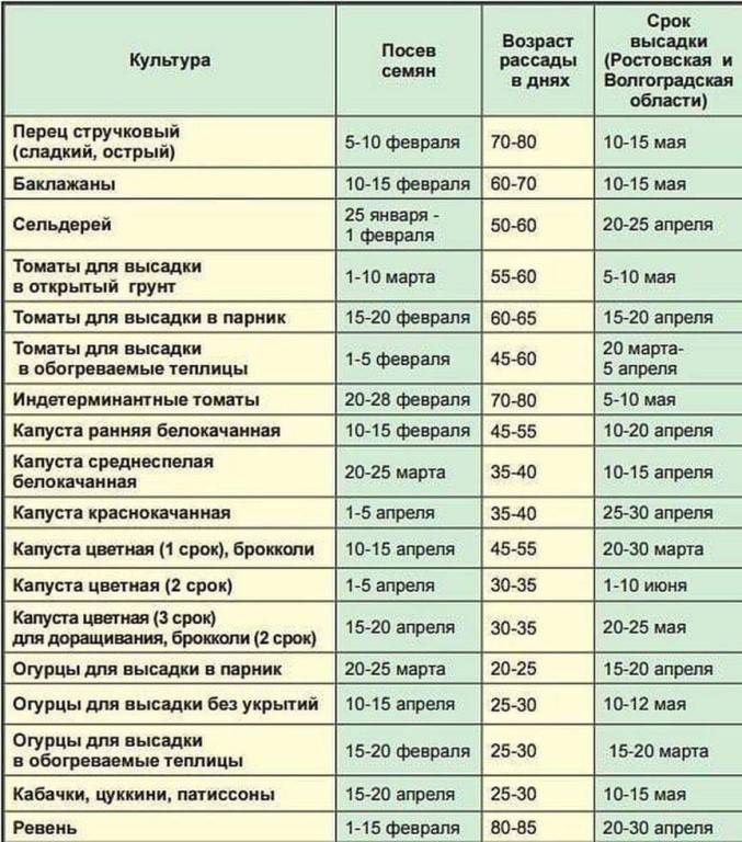 Выращивание огурцов в теплице в краснодарском крае: сорта, посадка и уход с фото