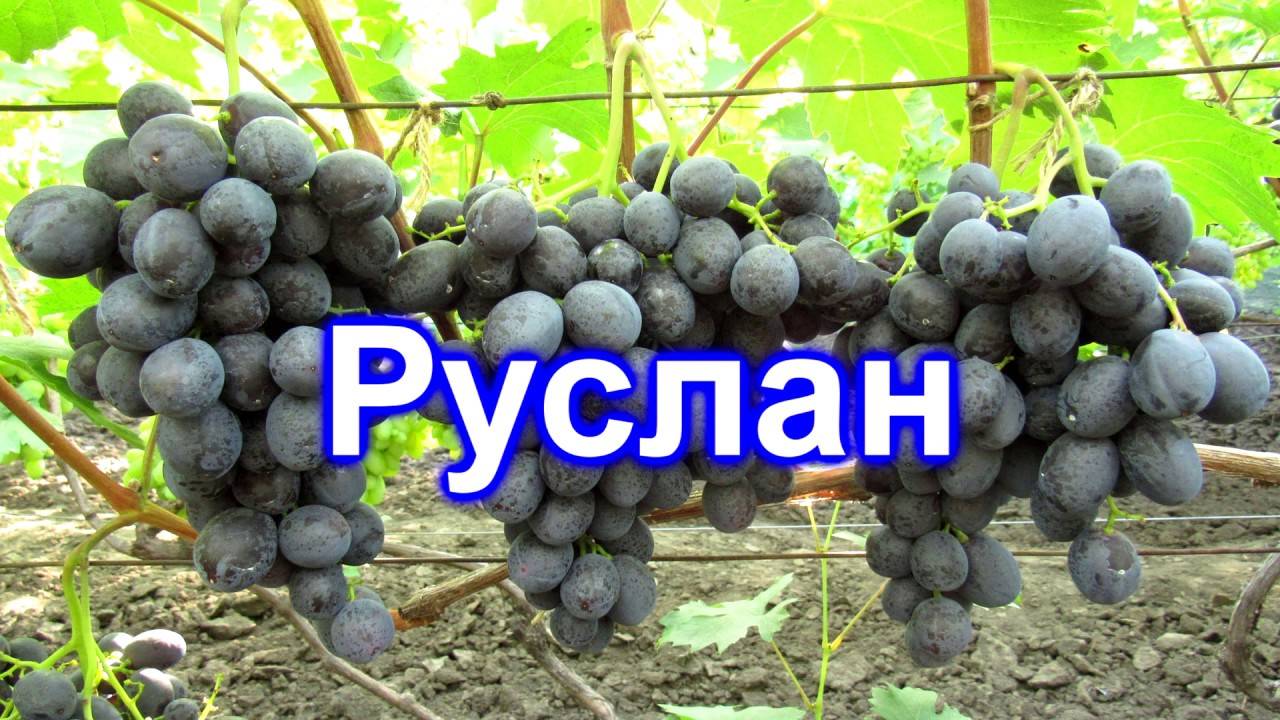 Руслан сорт винограда описание фото