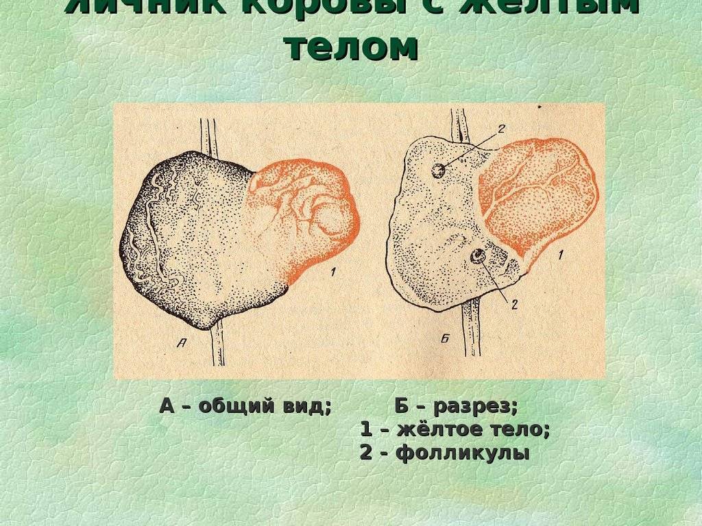 Схема лечения коров при гипофункции яичников