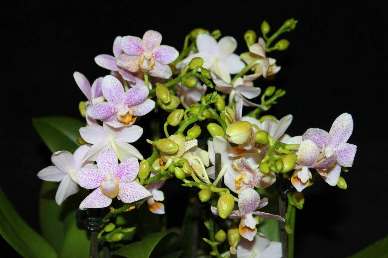 Орхидея Замбия