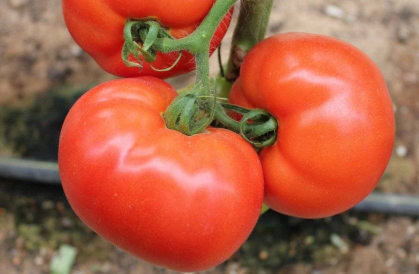 Низкорослые помидоры для открытого грунта