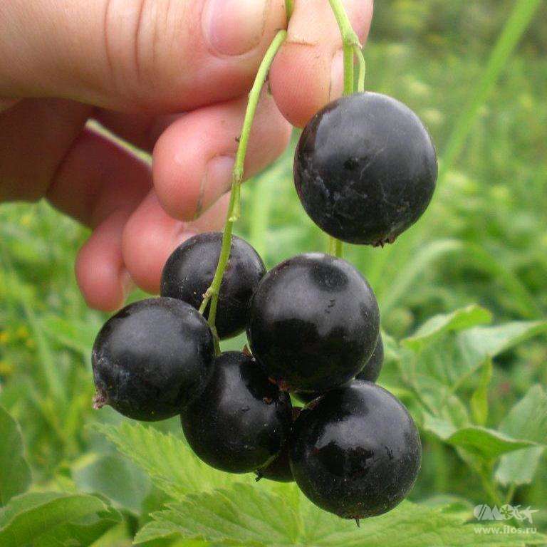 ✅ черная смородина гулливер: описание сорта, уход и выращивание