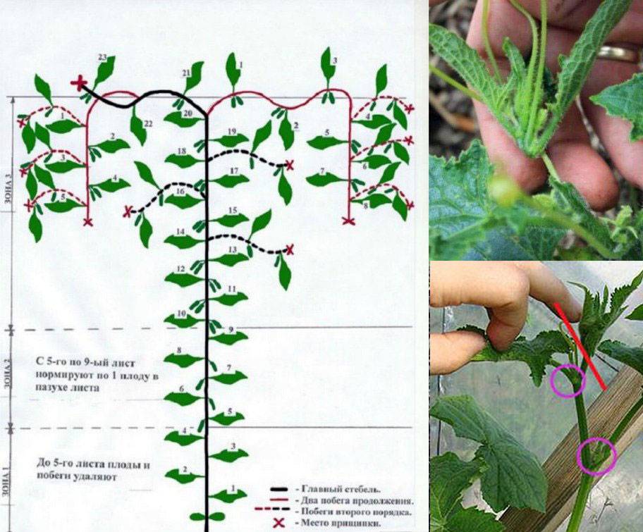 Огурец в один стебель схема