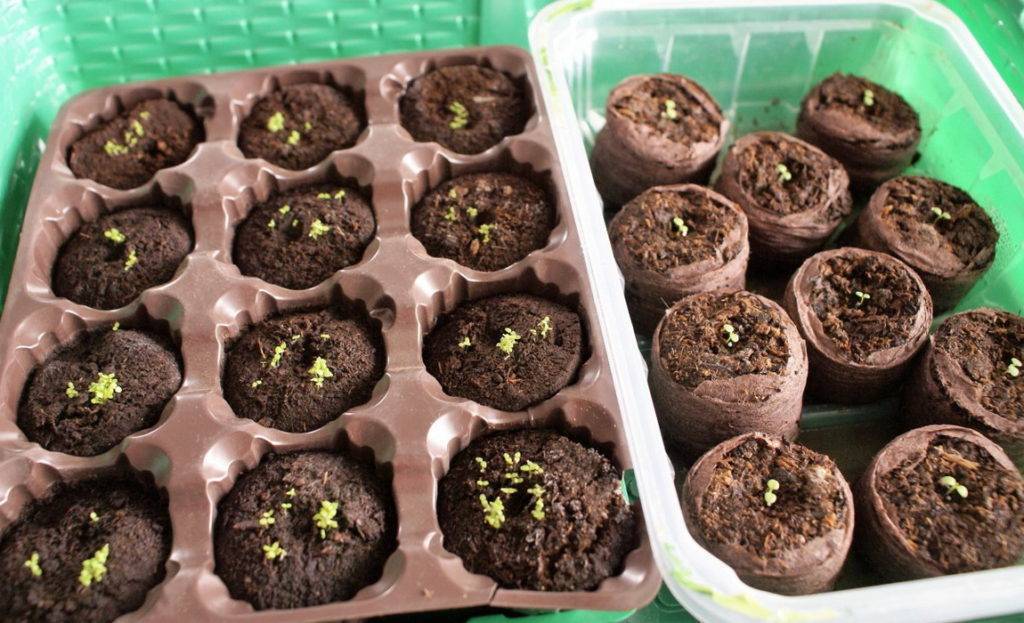 Как вырастить долгоцветущую и неприхотливую лобелию семенами