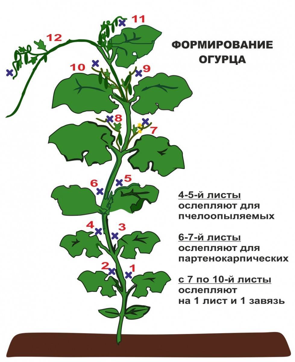 Формирование перца в открытом грунте схема куста фото и описание