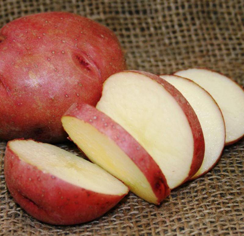 Картофель рокко: описание сорта и его преимущества