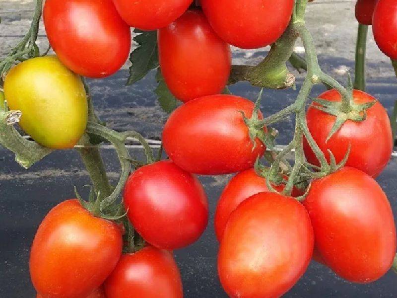 Томаты низкорослые для открытого грунта без пасынкования, фото / сорта для урожая помидоров, видео