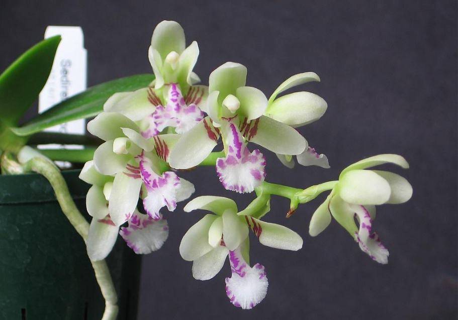 Орхидея седирея японика