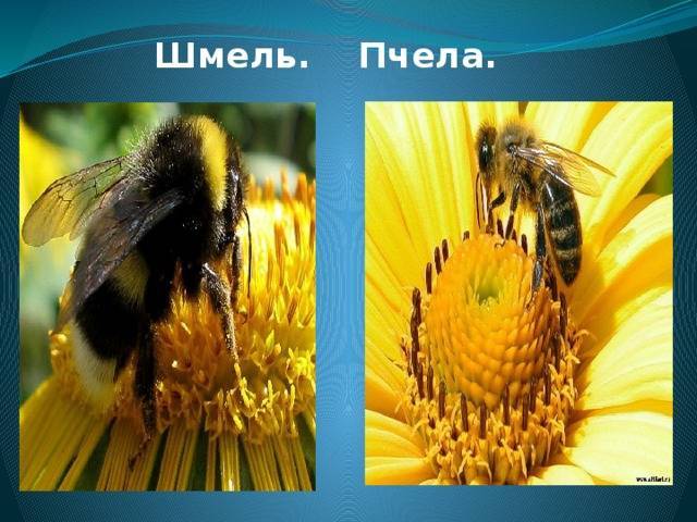 Разница между осой, пчелой, шершнем и шмелём