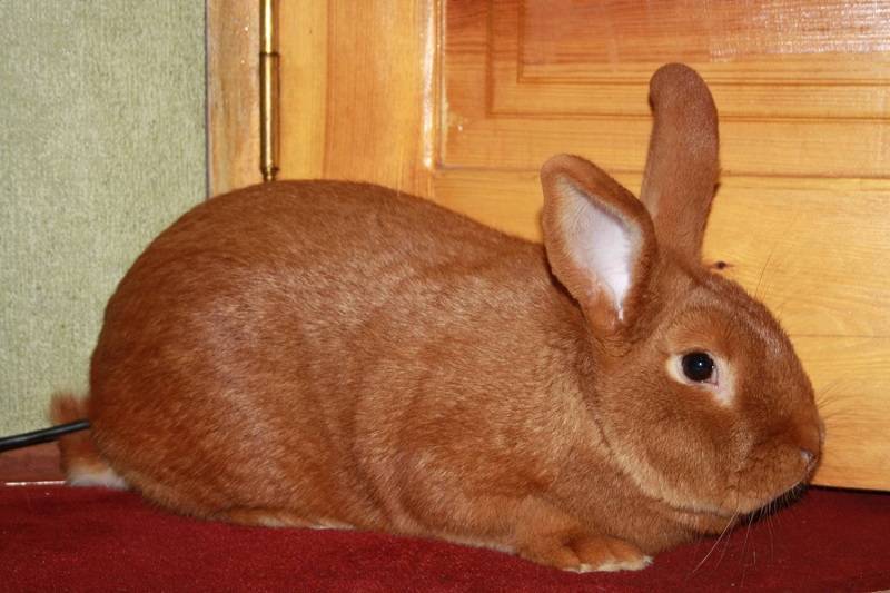 Рыжий кролик: описание пород