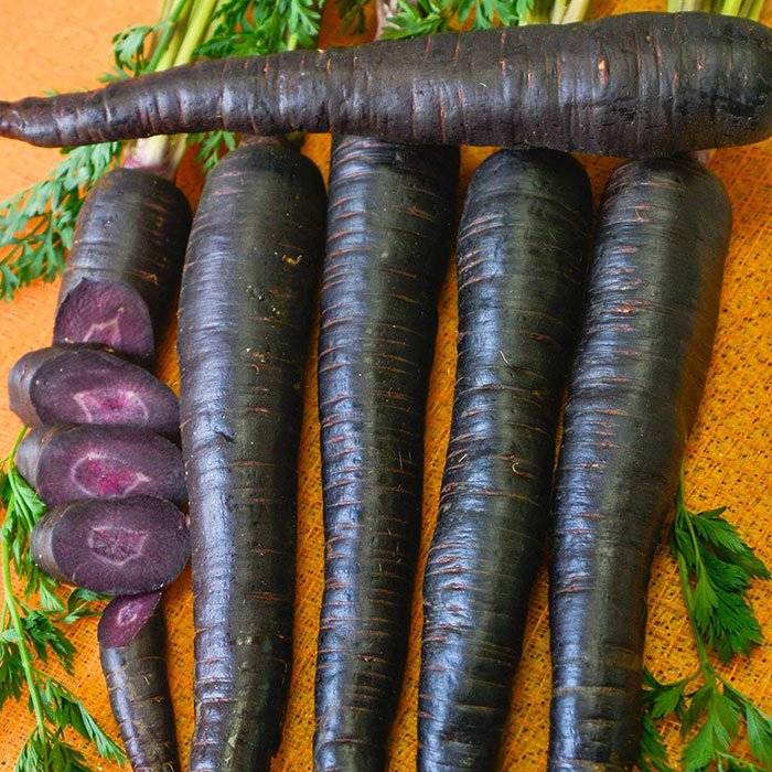 Фиолетовая морковь-интересный овощ на вашем огроде