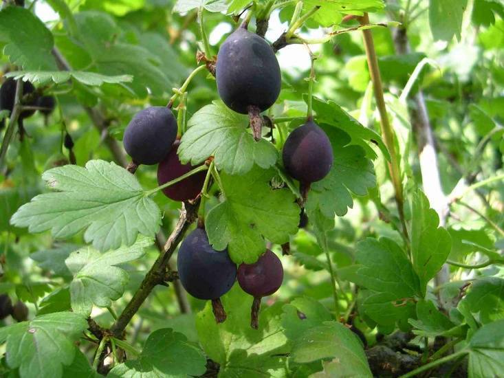 Чёрный крыжовник: как называется сорт с тёмными плодами