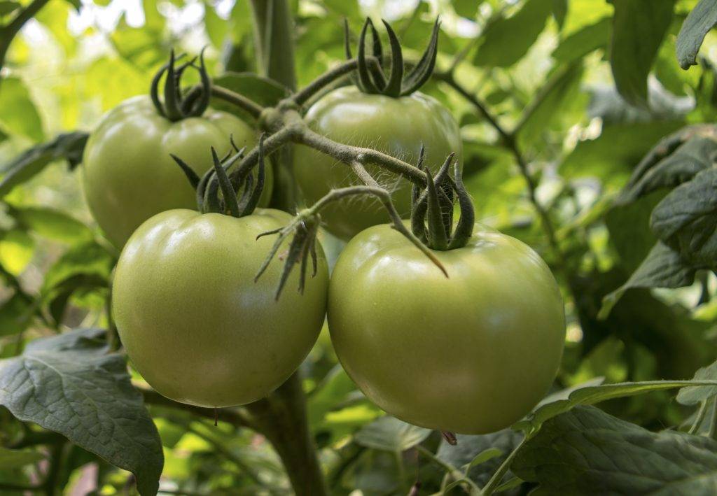 Томат лабрадор: характеристика и описание раннего сорта, видео и фото семян, отзывы тех кто сажал улучшенные помидоры об их урожайности
