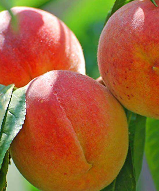 Сорта персика устойчивые к курчавости листьев