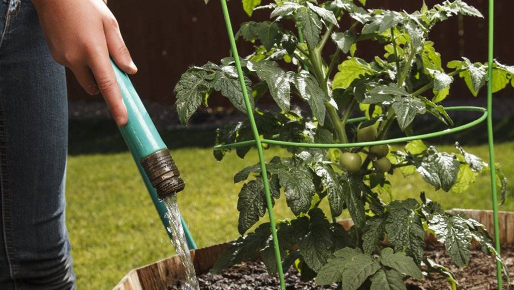 Как часто поливать растения, надо ли и когда лучше - утром или вечером