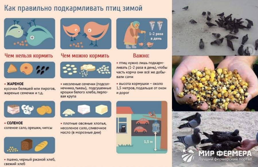 ᐉ чем кормить голубей в домашних условиях? - zoomanji.ru