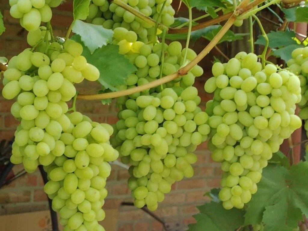 Сорта позднего винограда с фото