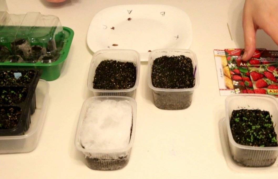 Как вырастить садовый бальзамин из семян