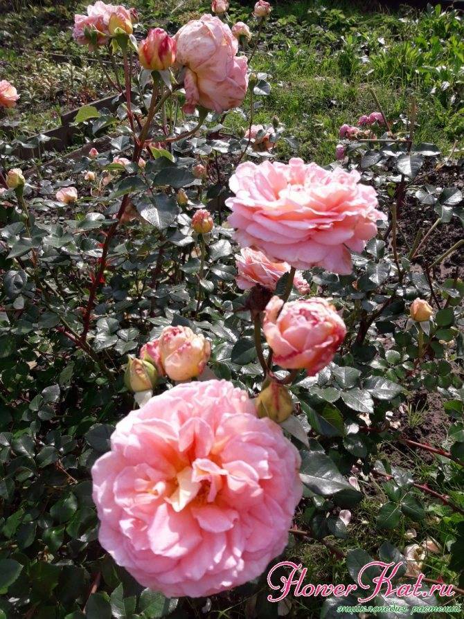 Роза абрахам дерби: описание сорта и характеристики, выращивание и уход с фото
