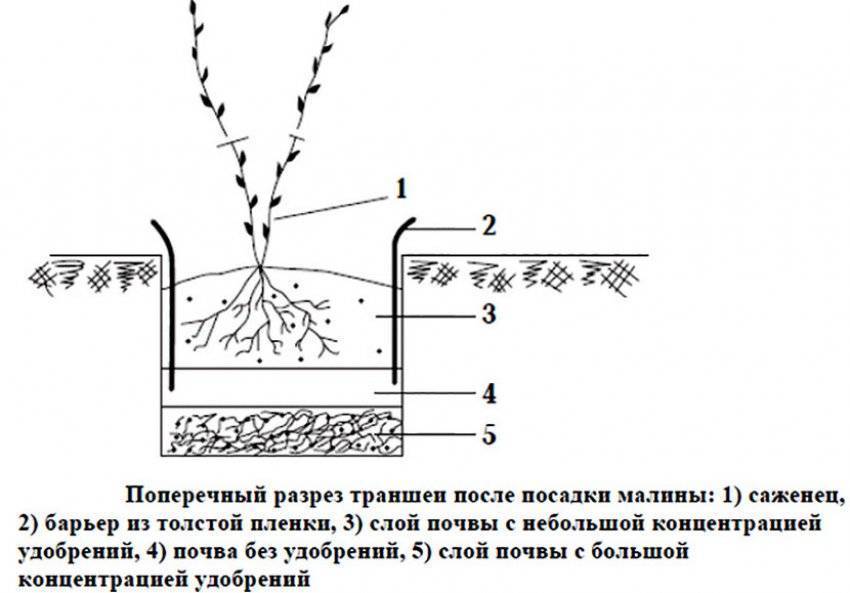 Посадка кустов малины расстояние между кустами. Траншейный метод посадки малины. Траншея для малины схема. Посадка малины осенью саженцами схема. Схема высадки малины.