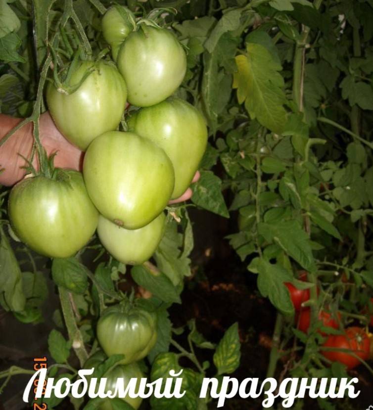 Крепкие, устойчивые кусты для открытого грунта — томат «татьяна»: чем хорош и как его выращивать правильно