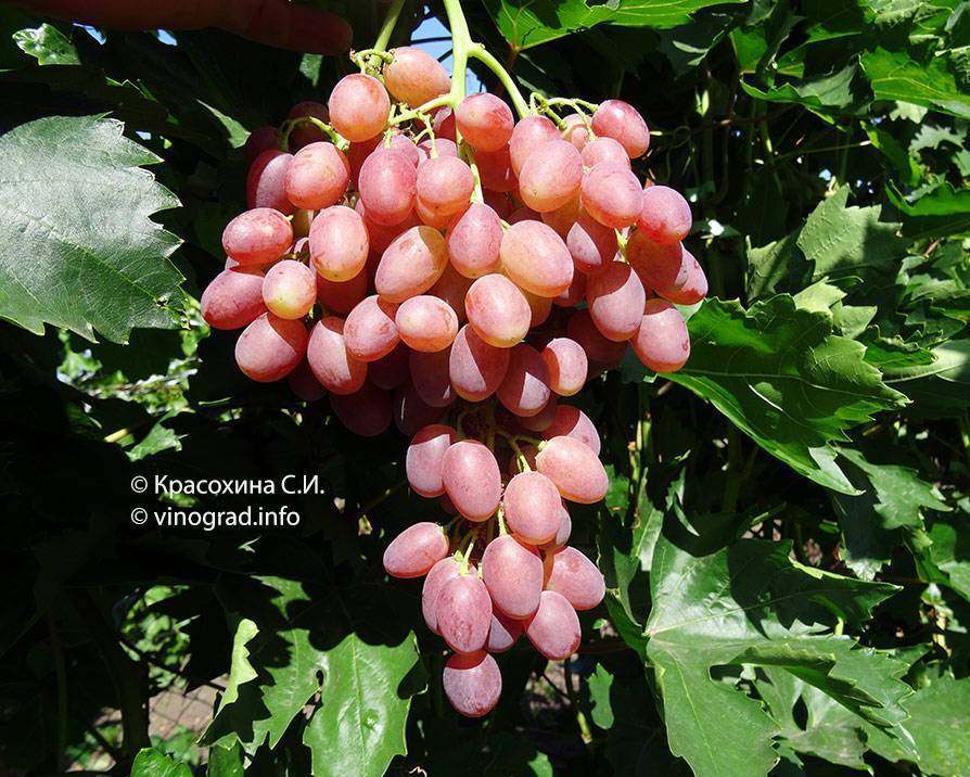 Виноград кишмиш лучистый описание и характеристика сорта, выращивание и уход, отзывы, фото