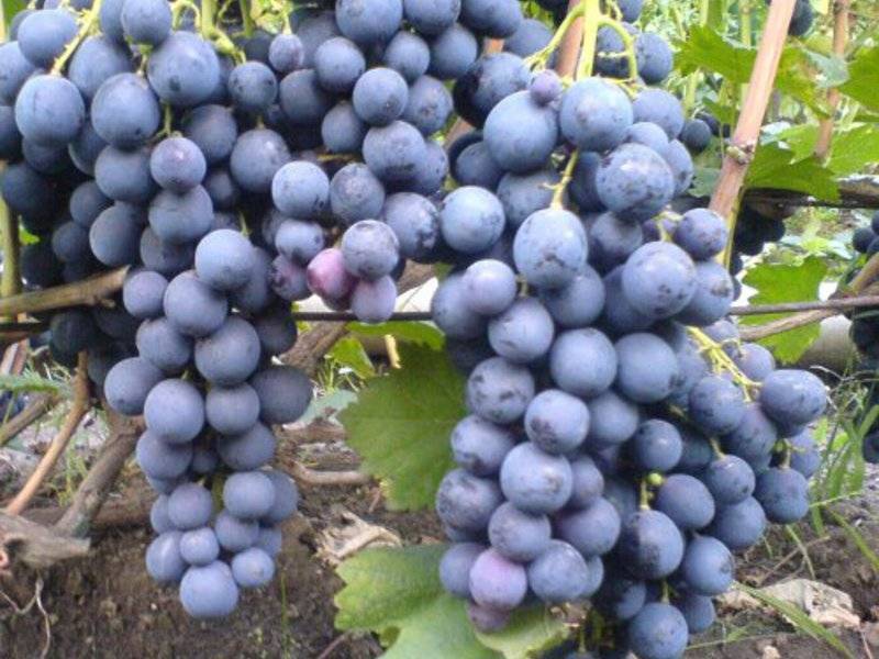 Старый добрый виноградный сорт страшенский
