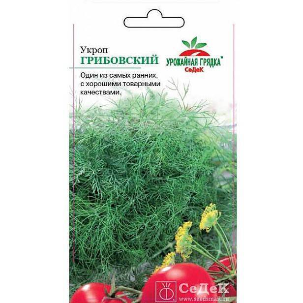 Укроп грибовский описание