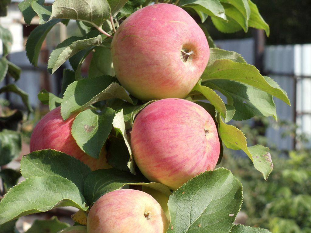 Карликовые сорта яблони для подмосковья: фото и описание, а также отзывы о них