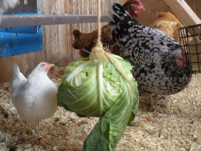 Почему не несутся куры несушки