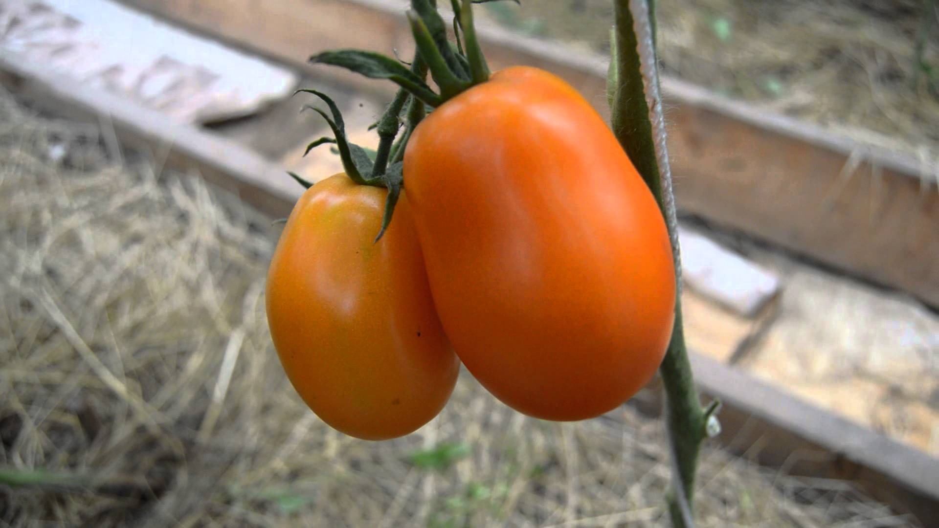 Томат "олеся": характеристика и описание сорта помидор, отзывы