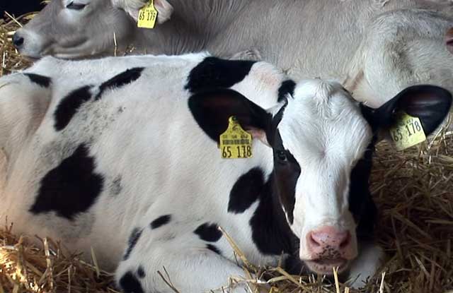 Холмогорская порода коров: описание, молочная и мясная продуктивность, география распространения