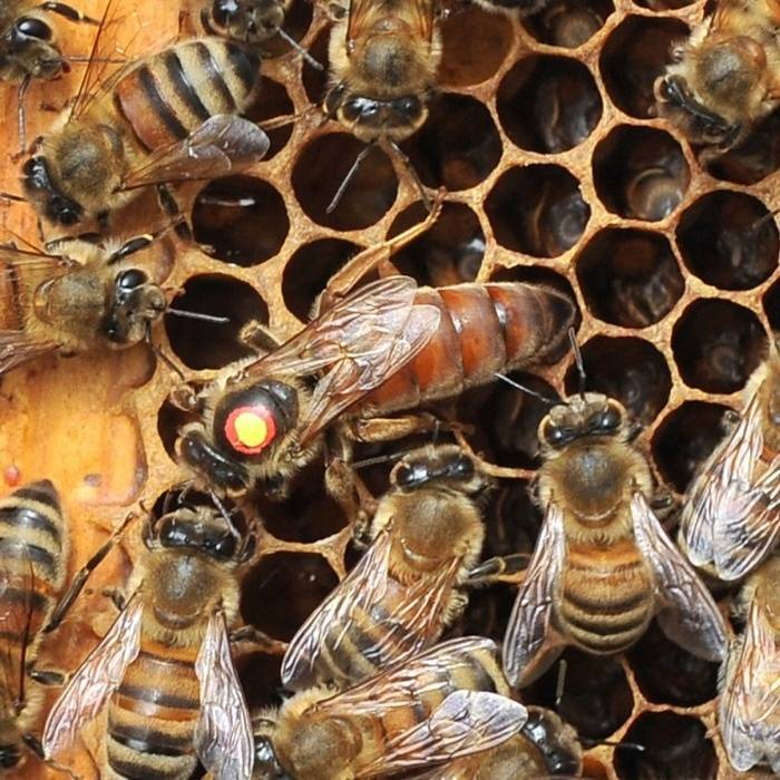 Фото маток пчел по породам