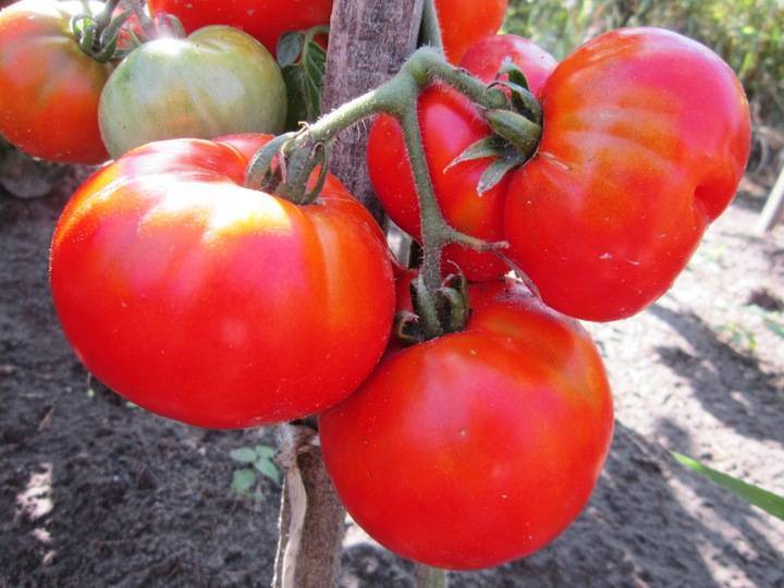 Высокоурожайные сорта томатов