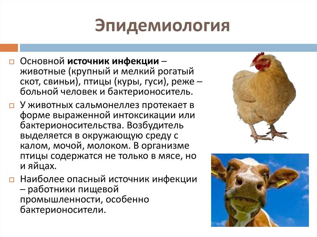 Сальмонеллез у кур: симптомы и лечение, болезнь от куриных яиц