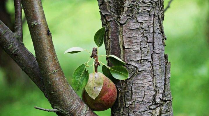 Как заставить грушу плодоносить каждый год: что делать для плодоношения