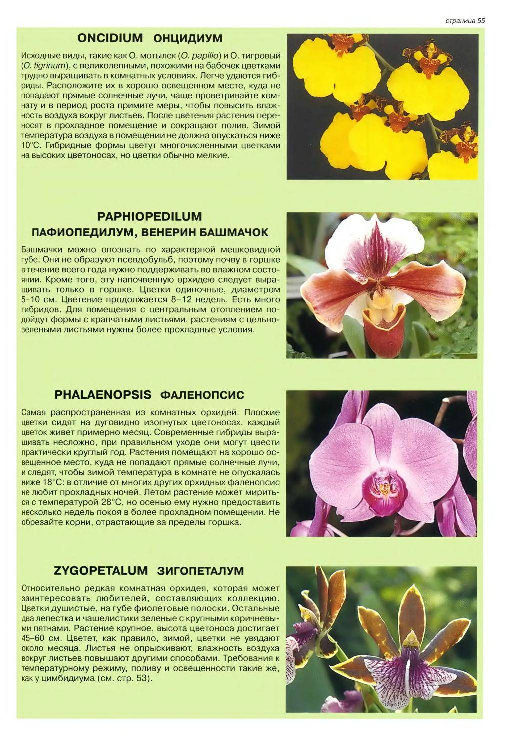 Какие оттенки цвета бывают у орхидеи? обзор декоративных цветов фаленопсис