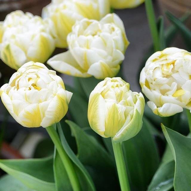 Тюльпаны: сорта тюльпанов, классификация, посадка и уход в открытом грунте, удобрения для тюльпанов, хранение луковиц тюльпанов