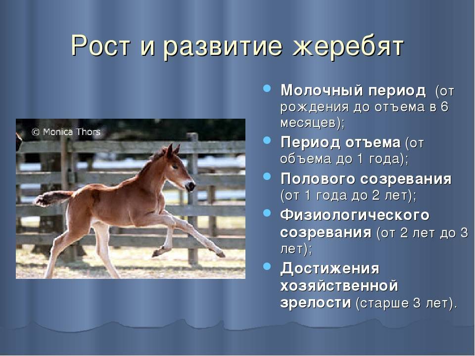 Сколько лошадке лет. Рост жеребенка в год. Рост лошади. Лошадь как ухаживать. Жеребенок в молочный период.