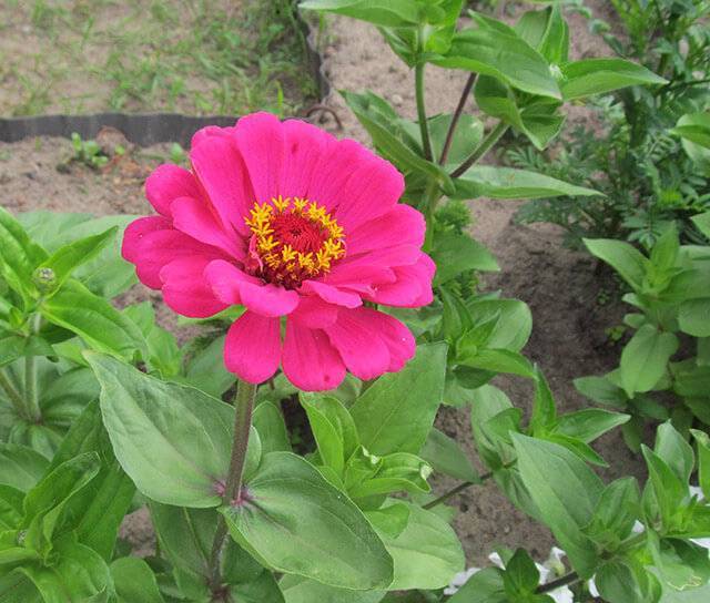 Цветок циния: уход и посадка в открытый грунт, фото, выращивание из семян