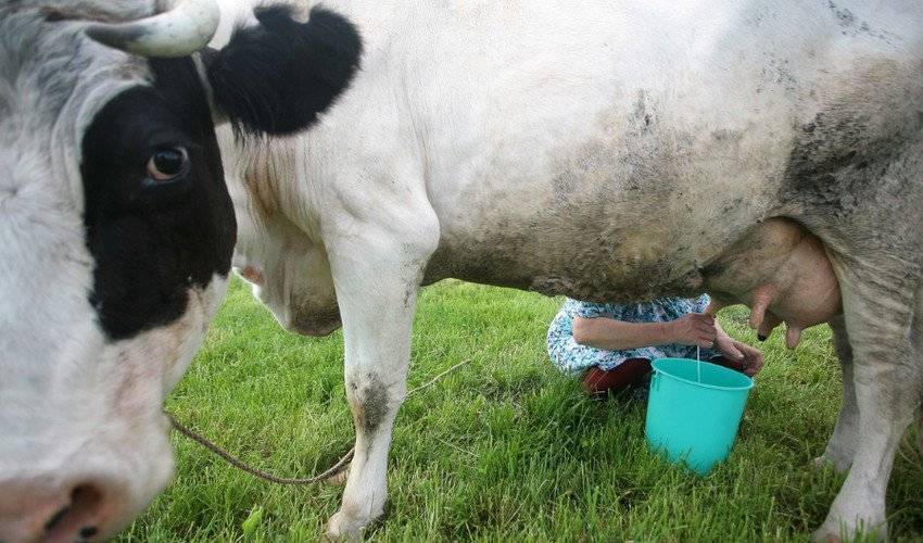 Как раздоить корову после отела — порядок действий