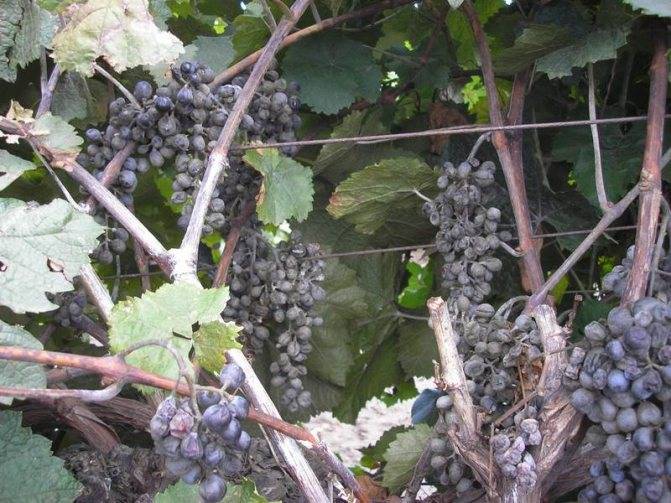 Виноград эверест — крупный и красивый столовый сорт