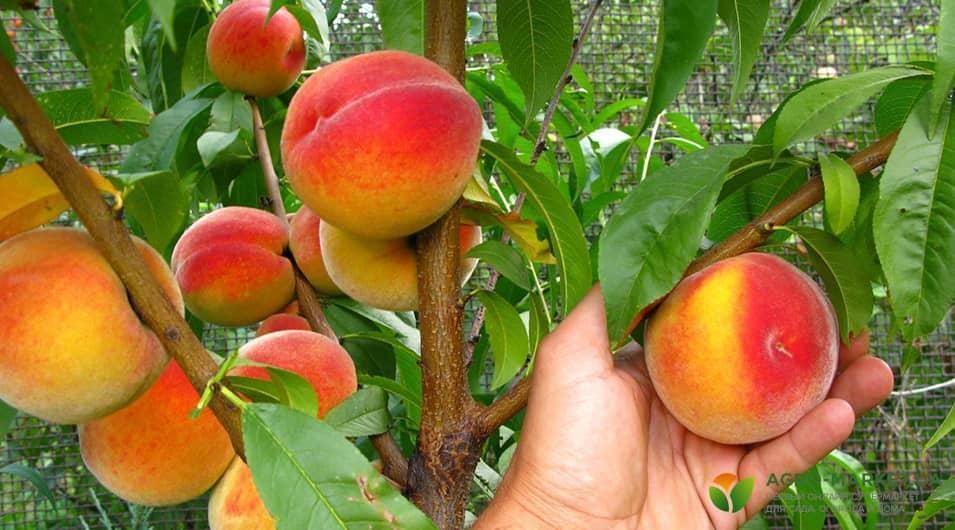 Технология выращивания персика в форме куста в средней полосе россии и подмосковье. обсуждение на liveinternet