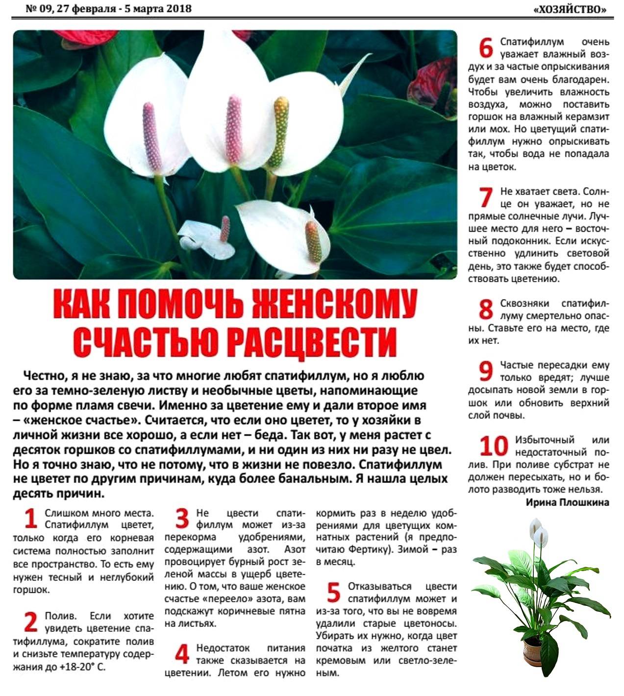 Спатифиллум — уход в домашних условиях и секреты как заставить цвести