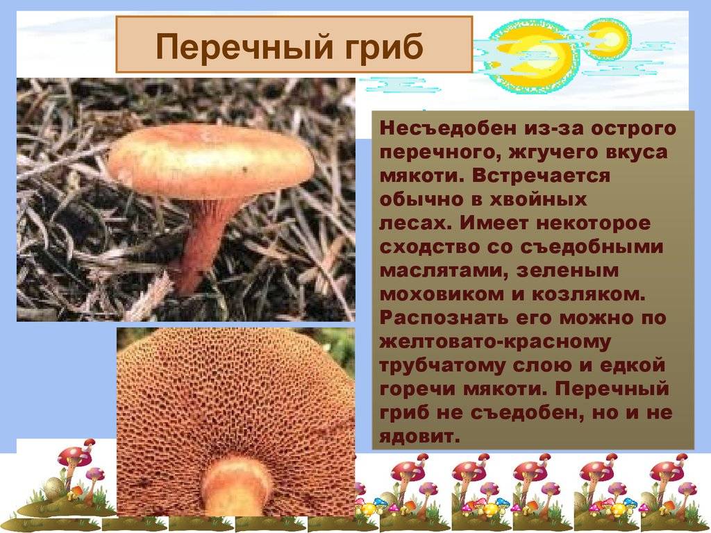Перечный гриб: +17 фото и описание, съедобный или нет?