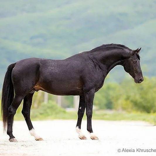 Кабардинская порода лошадей: фото, история