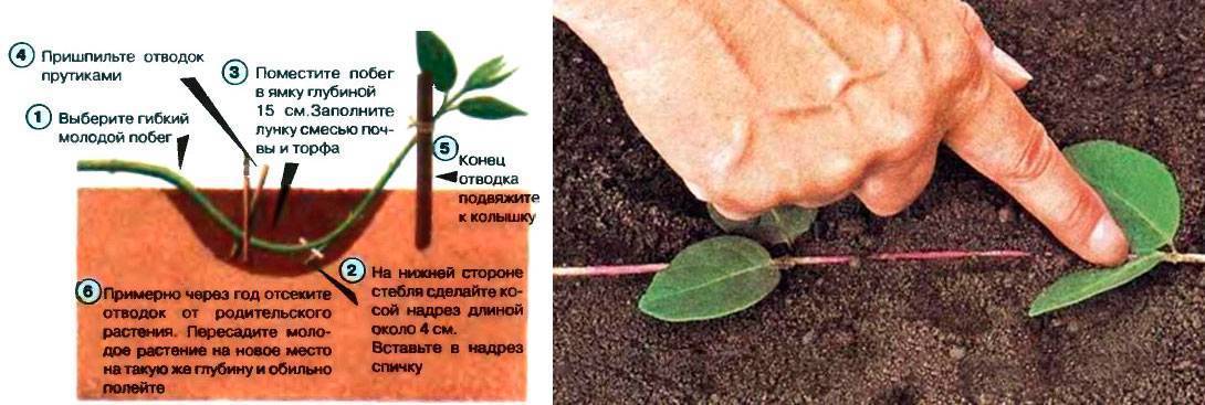 Как размножить барбарис осенью, весной или летом, способы выращивания из отводков, семенами или делением куста