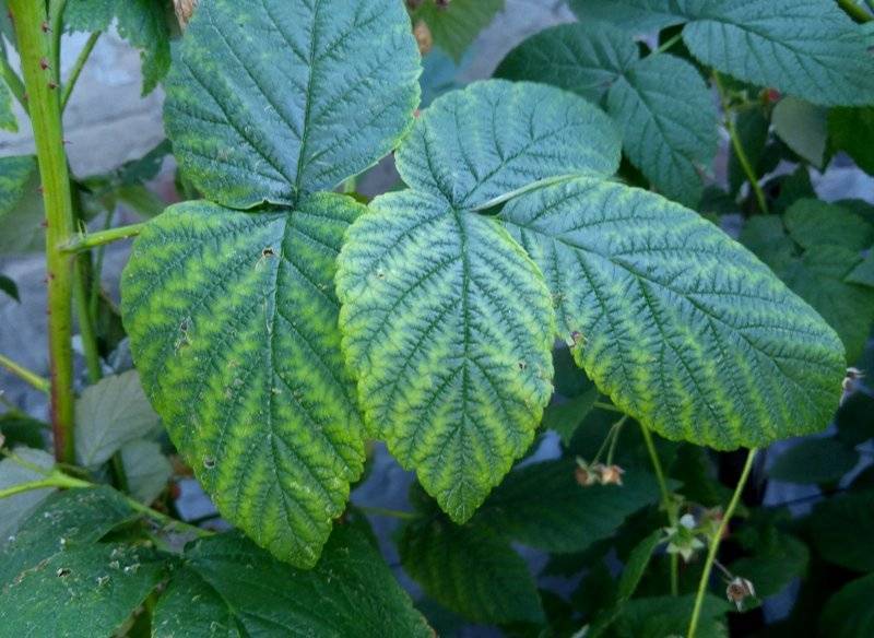 Чем лечить хлороз листьев гортензии, как выбрать сорта, устойчивые к заболеванию