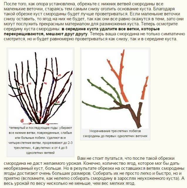 Посадка смородины весной: преимущества, подготовка грунта и посадочного материала